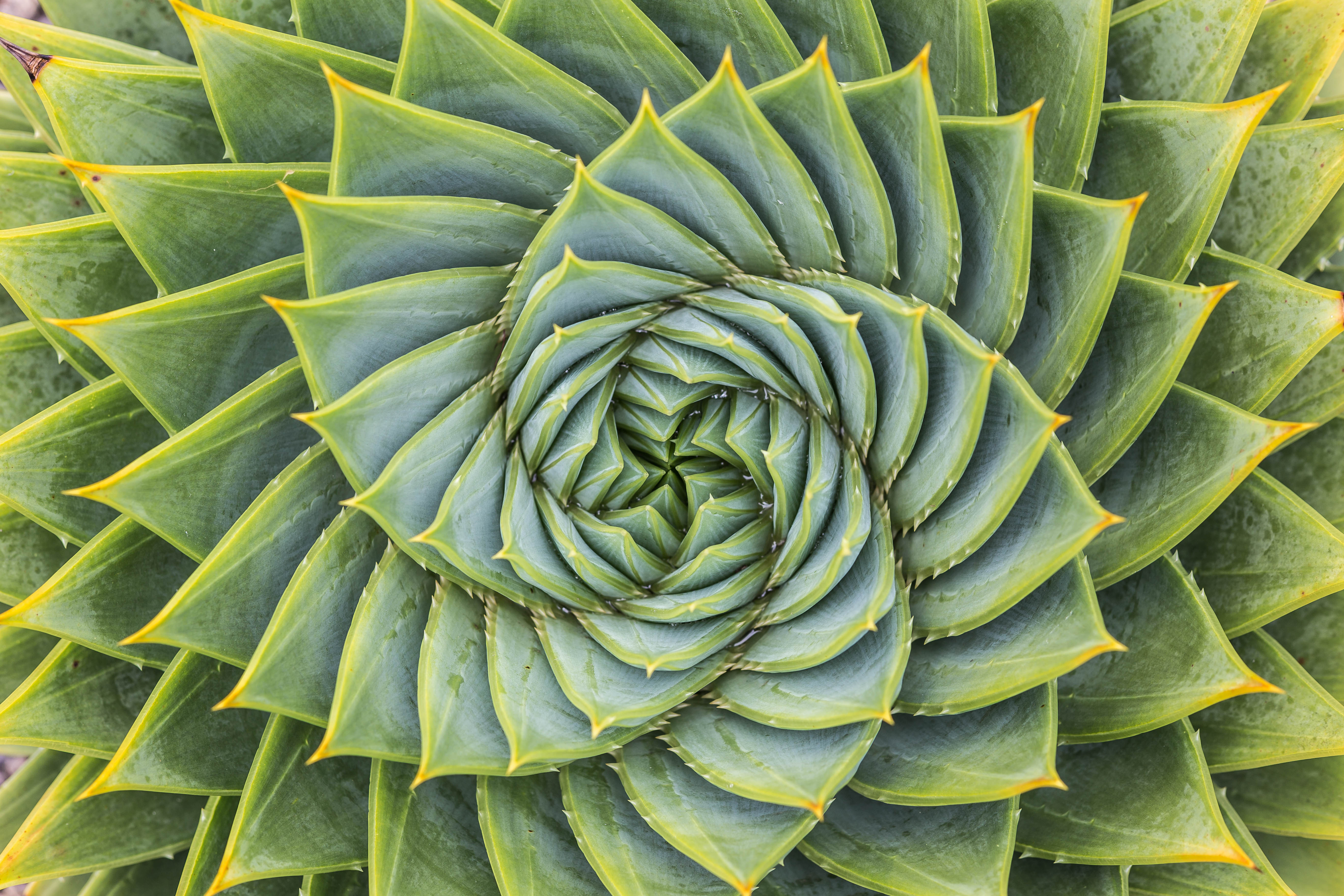 Zoomed in aerial image of a succulent 
