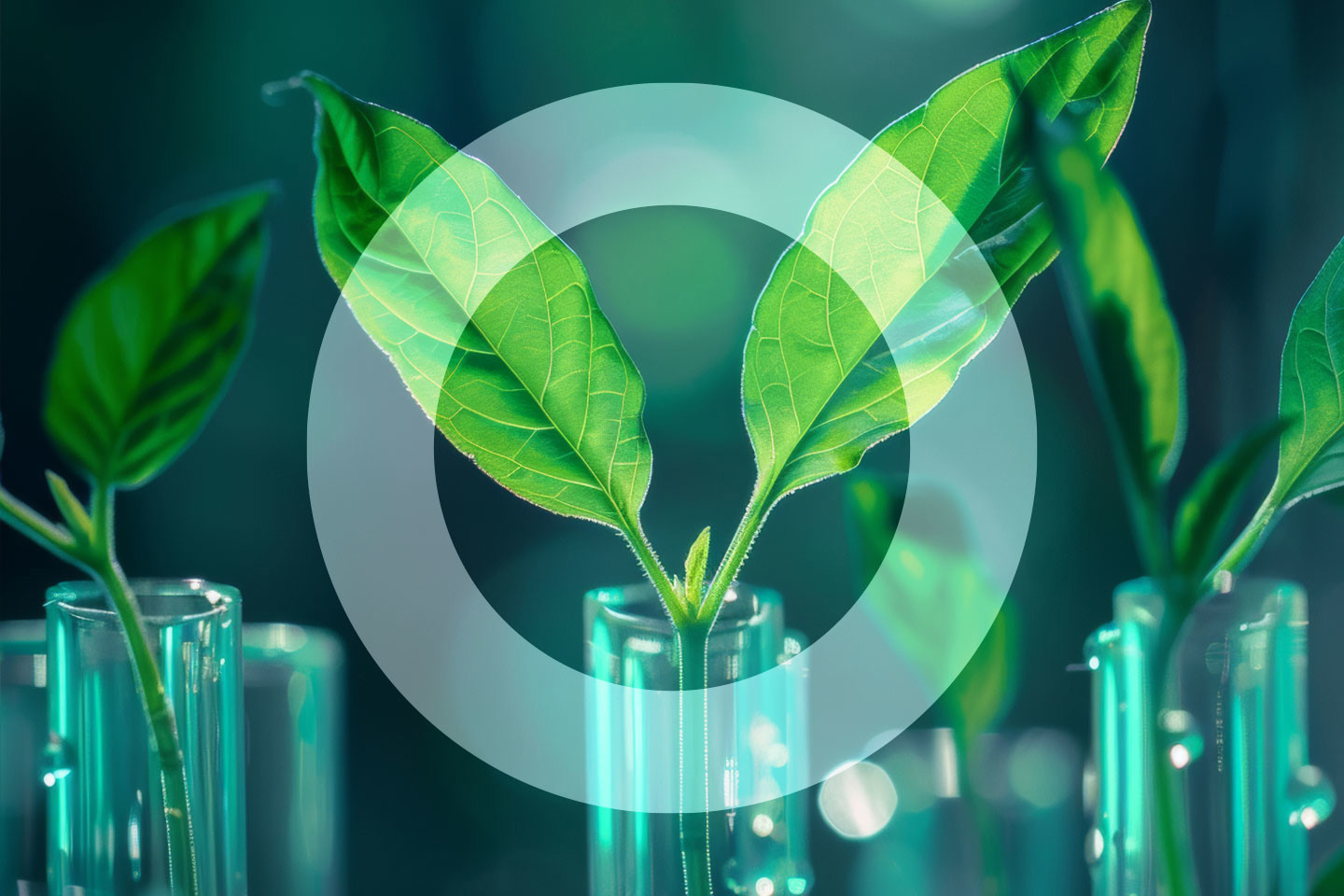Test Tube And Green Leaves