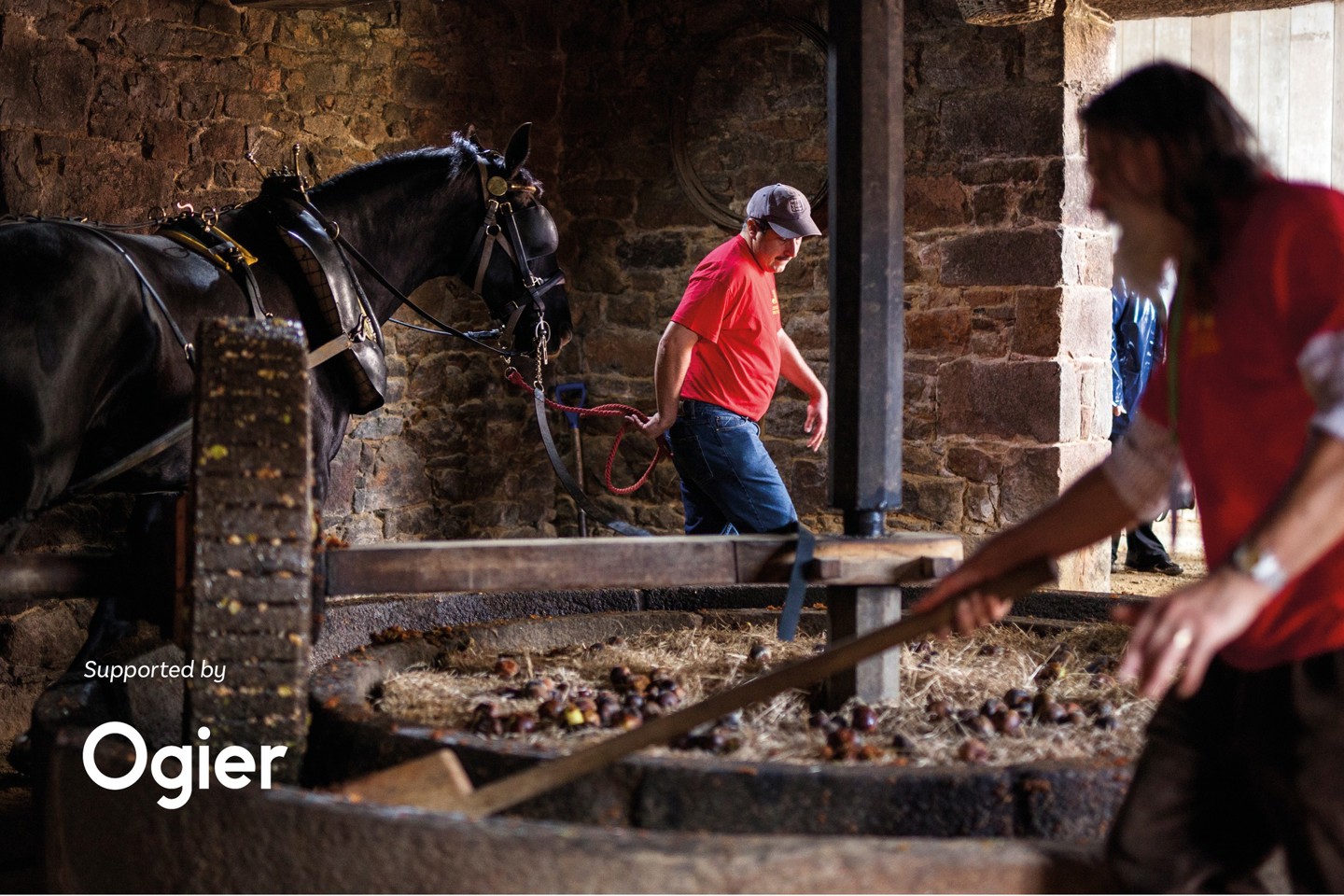 traditional cider making with horse-drawn mill and wooden press in action at Hamptonne, promoting Ogier’s sponsorship of Jersey Heritage’s La Faîs’sie d’Cidre Festival running 14th and 15th of October 2024.