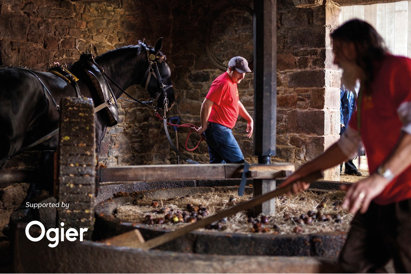 traditional cider making with horse-drawn mill and wooden press in action at Hamptonne, promoting Ogier’s sponsorship of Jersey Heritage’s La Faîs’sie d’Cidre Festival running 14th and 15th of October 2024.