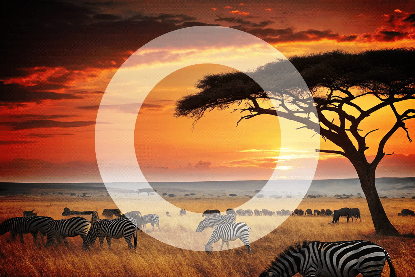 Zebras In African Plains