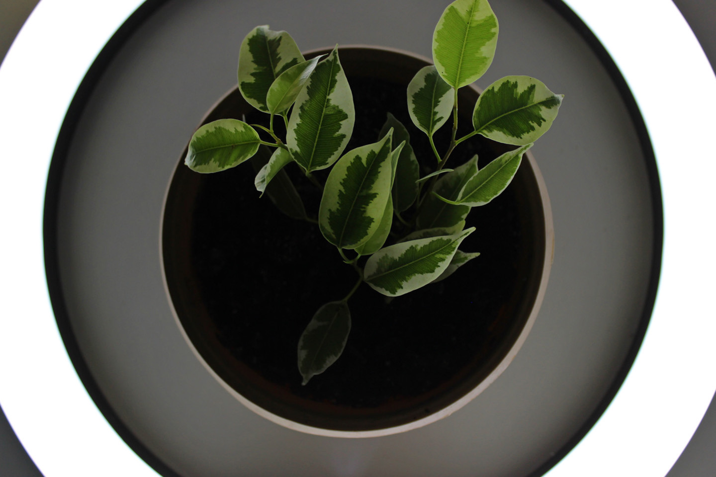 birds eye view of green plant potted in grey and white circles