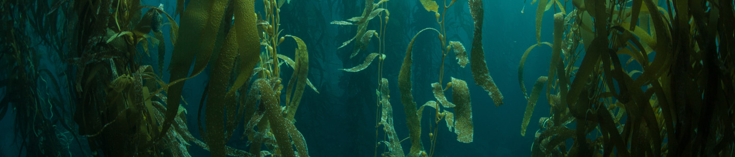 Kelp Image