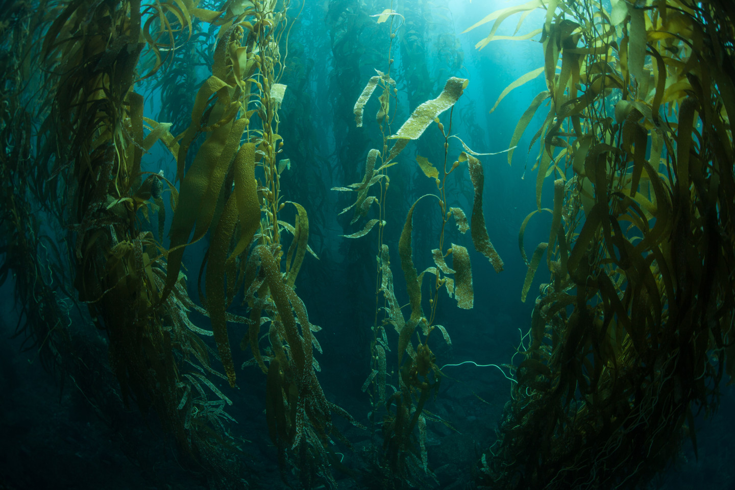 Kelp Image