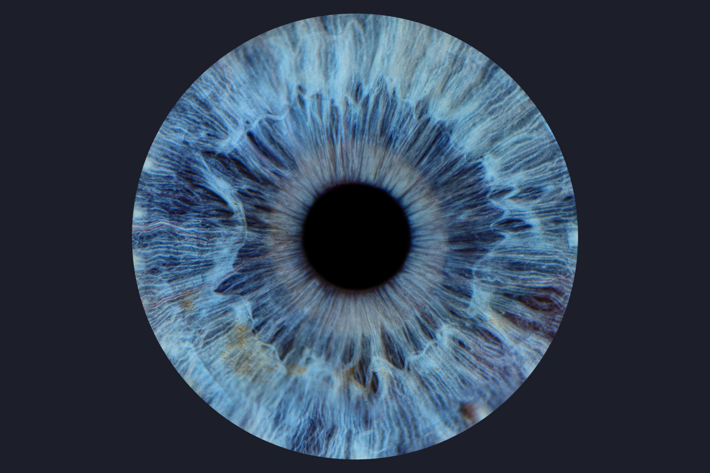 Blue Iris (Regulatory)